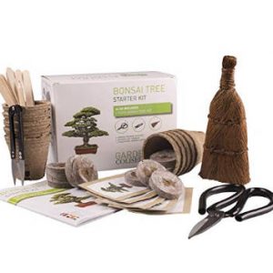 Kit bonsai ¡cultiva tu propio árbol!